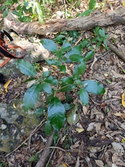 Croton cascarilloides