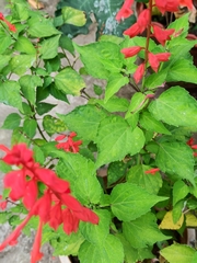 Salvia splendens