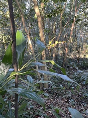 Alpinia intermedia