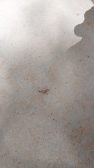 Naupactus bellus