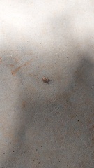 Naupactus bellus