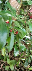 Ardisia cornudentata