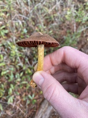 Dermocybe