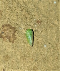 Batracomorphus