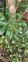 Ardisia cornudentata