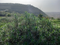 Echium