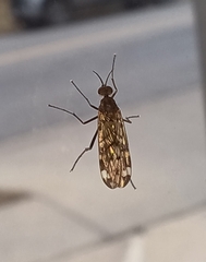 Sylvicola alternatus