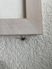 Tegenaria ferruginea