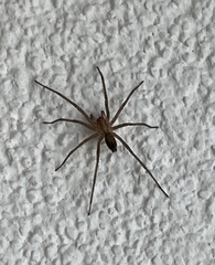 Tegenaria ferruginea