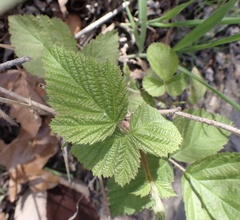 Rubus ursinus macropetalus