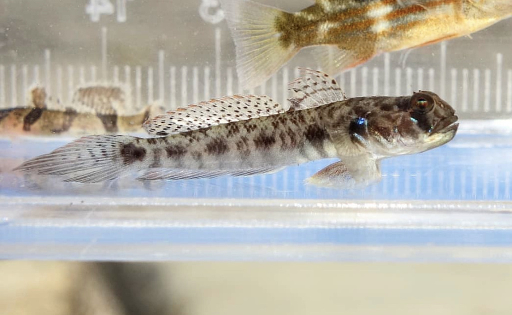 Horned Tentacle Goby