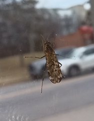 Sylvicola alternatus