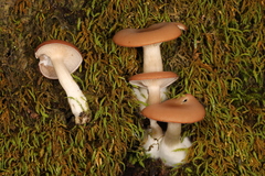 Clitocybe americana