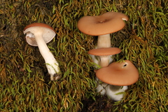 Clitocybe americana