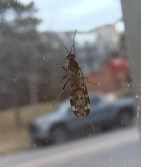 Sylvicola alternatus