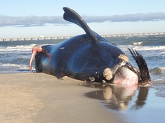 Eubalaena glacialis
