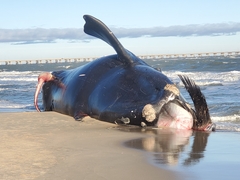 Eubalaena glacialis