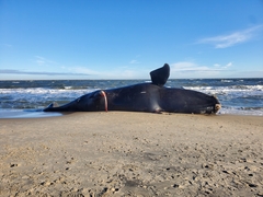 Eubalaena glacialis