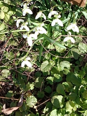 Galanthus × valentinei