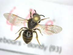 Lasioglossum malachurum