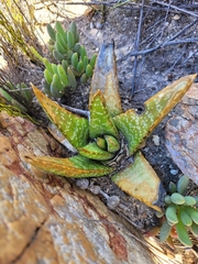 Gasteria