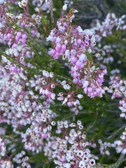 Erica verecunda