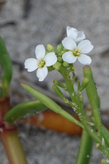 Cakile lanceolata