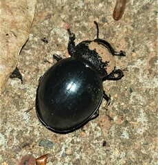 Ocnodes