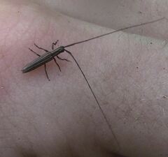 Hippopsis lemniscata