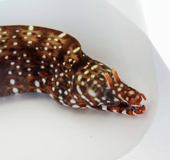Enchelycore pardalis