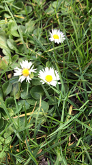 Bellis perennis