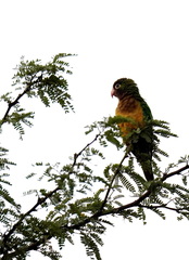 Eupsittula cactorum