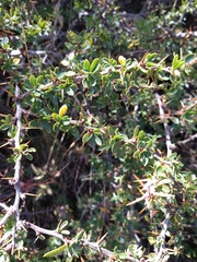 Berberis microphylla