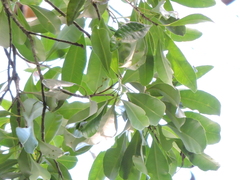 Aspidosperma olivaceum