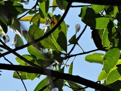 Aspidosperma olivaceum