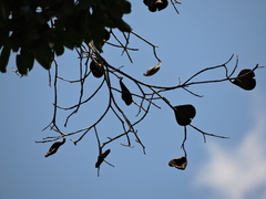 Aspidosperma olivaceum