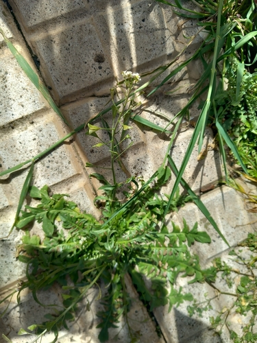 Capsella bursa-pastoris image