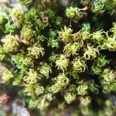 Tortella flavovirens