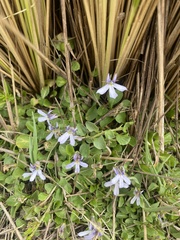Lobelia nana