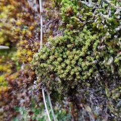 Tortella flavovirens