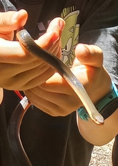 Lycodonomorphus rufulus