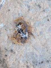 Uroplectes marlothi