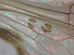 Lasioglossum malachurum