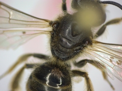 Lasioglossum malachurum