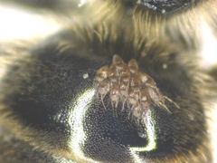 Lasioglossum malachurum