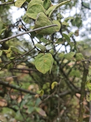 Vangueria parvifolia