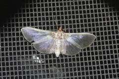Apilocrocis brumalis