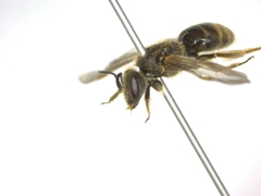 Lasioglossum malachurum