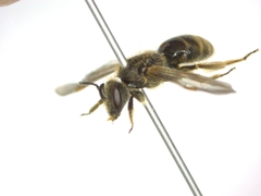 Lasioglossum malachurum
