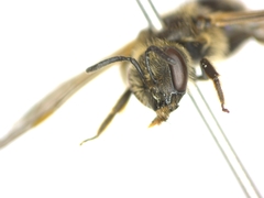 Lasioglossum malachurum